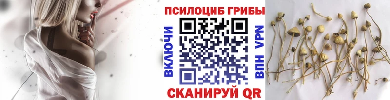 Купить закладки  Тулун  Псилоцибиновые грибы Cubensis 